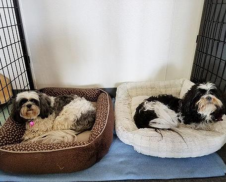 pampered pets resort