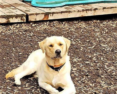 pampered pets resort and spa