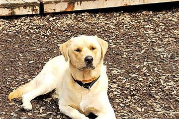 Pampered Pets Resort