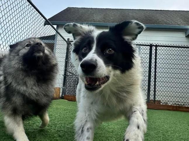Pet Friendly Pampered Pets Resort