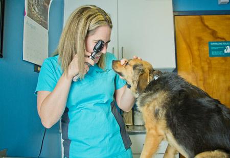 Pet Friendly Locke A. Taylor Veterinary Hospital