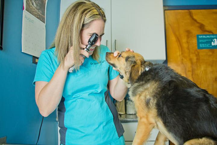 Pet Friendly Locke A. Taylor Veterinary Hospital
