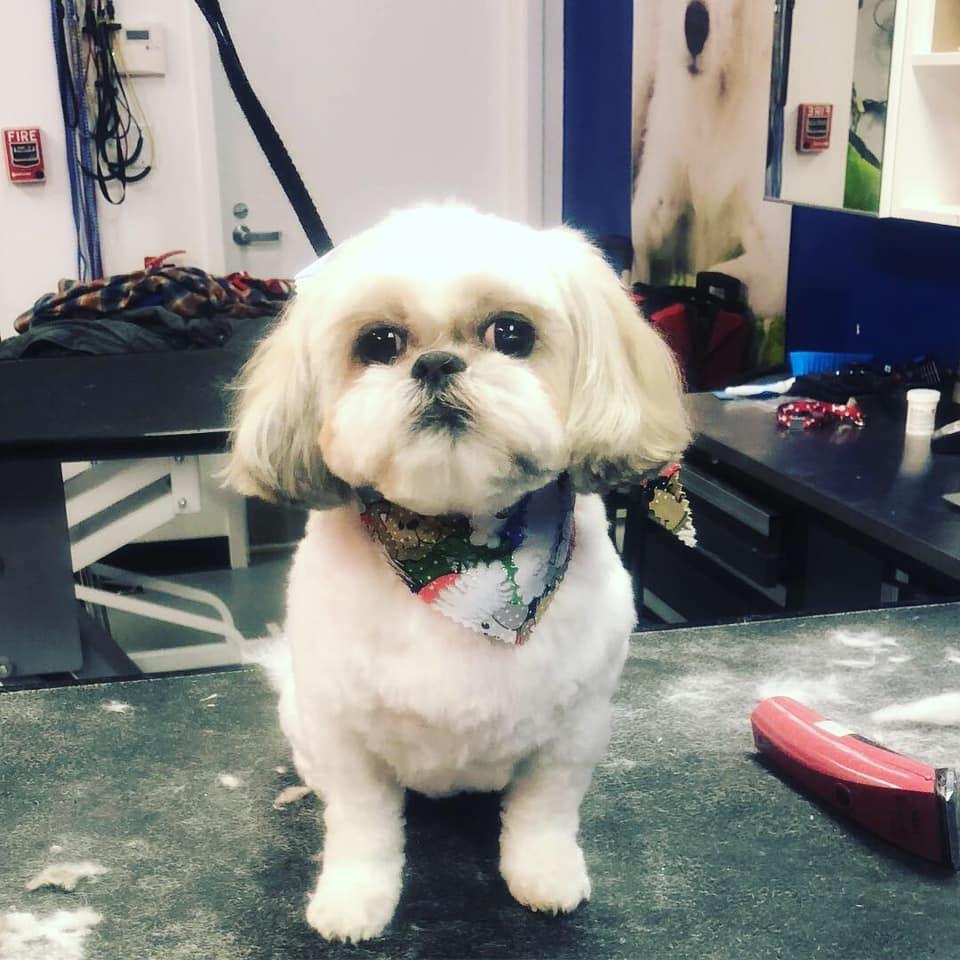 Splash and Dash Groomerie & Boutique