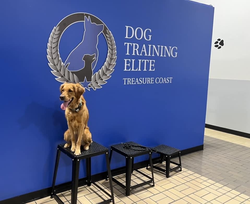 Pet Friendly Dog Training Elite