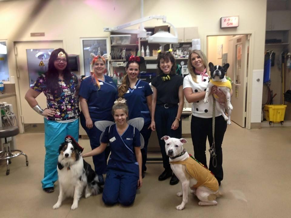 wiles animal hospital