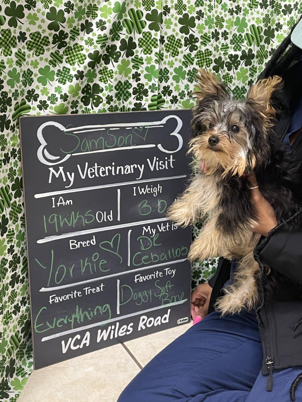 Vca animal 2024 hospital wiles road