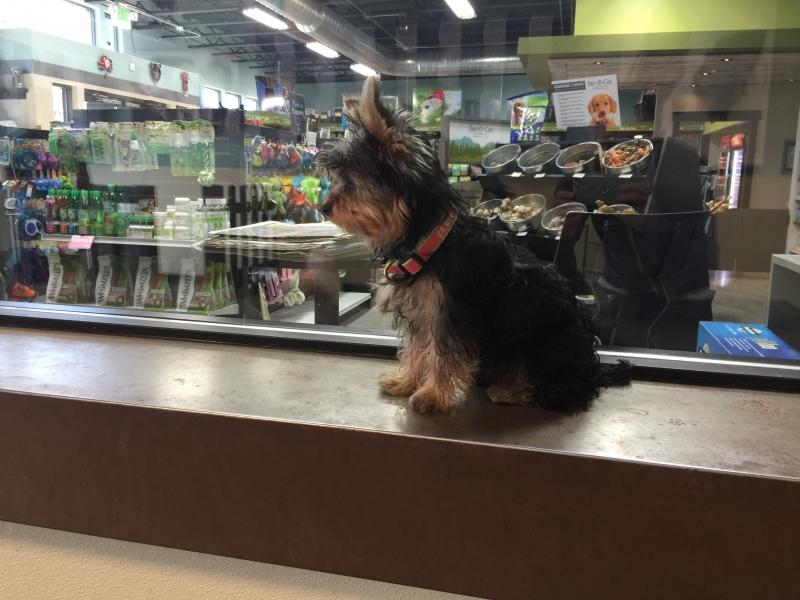 Directory of Pet Stores in Montana BringFido