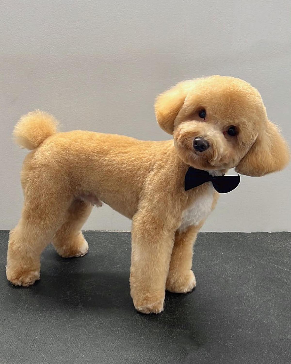 Dog grooming hot sale brooklyn