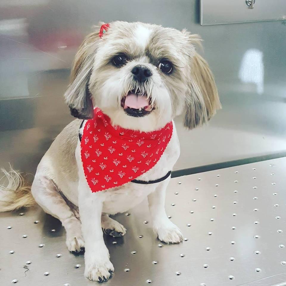 Petit ami shop mobile pet grooming