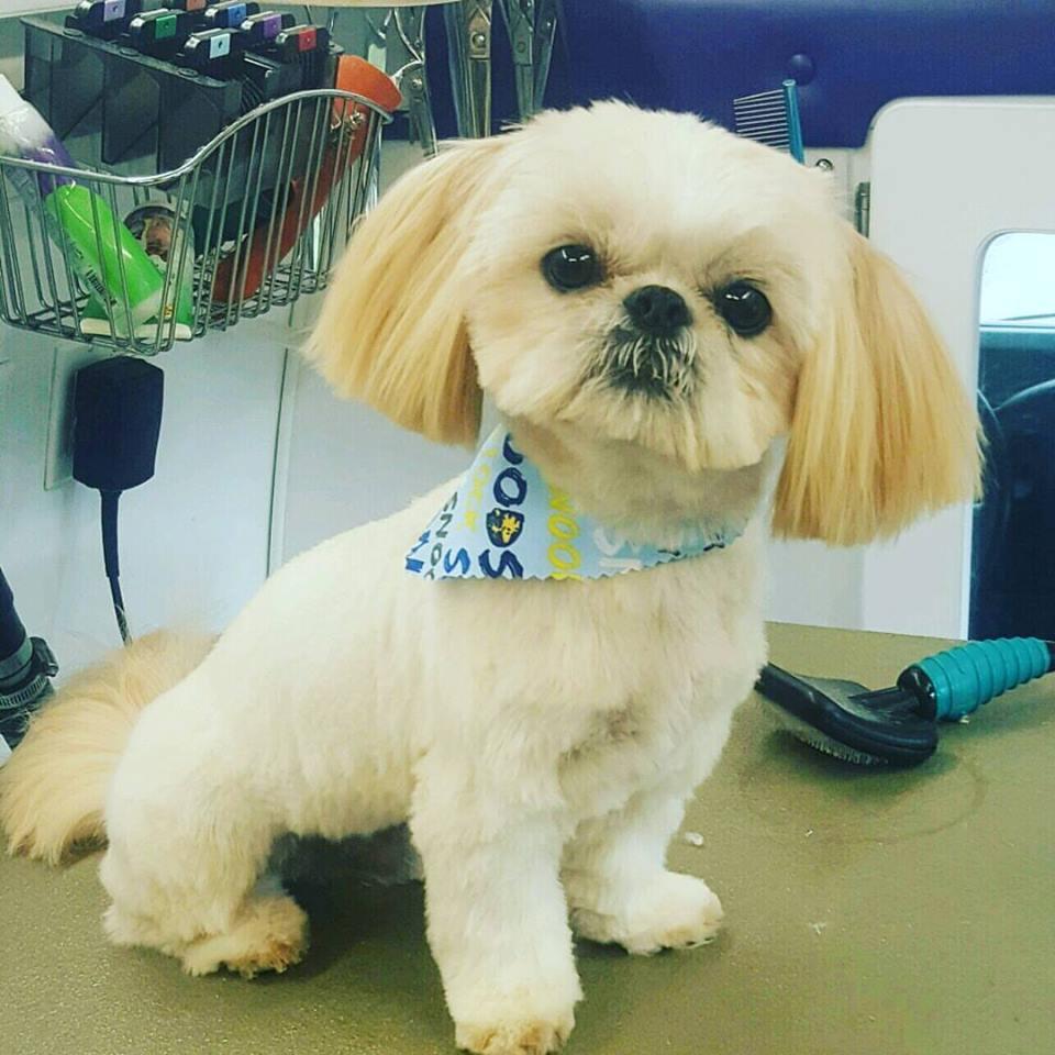 Petit ami mobile pet outlet grooming