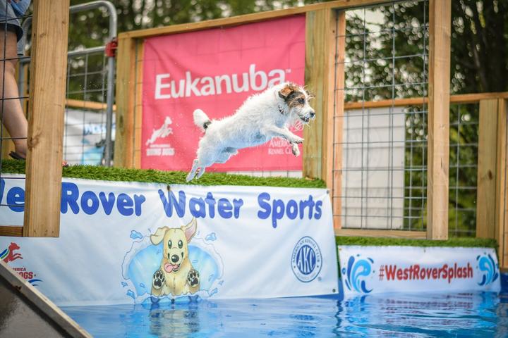 Pet Friendly WestRover Water Sports & Agility Club