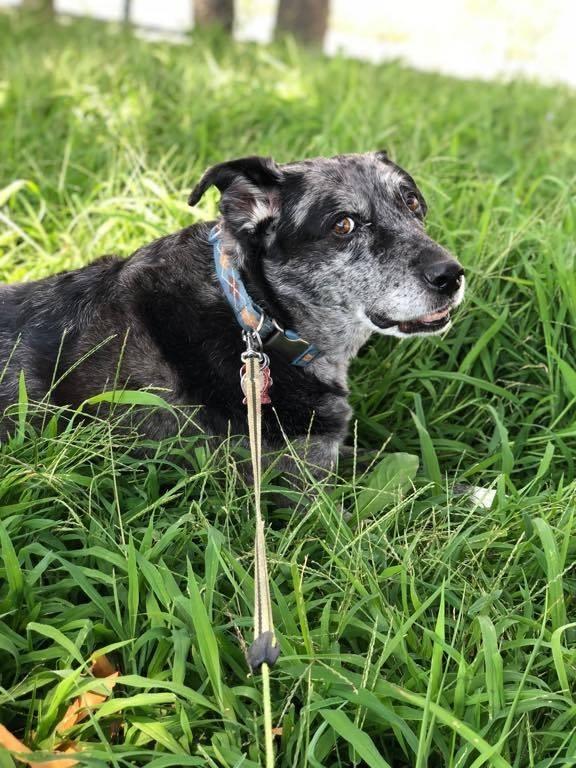 Pet Friendly Paws to Consider Dog Walkers Brookline