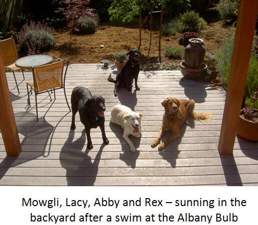 ruff n it doggie daycare