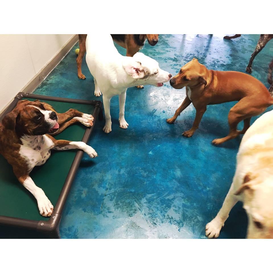 Pet Friendly K9 Cabana Dog Resort & Training Center