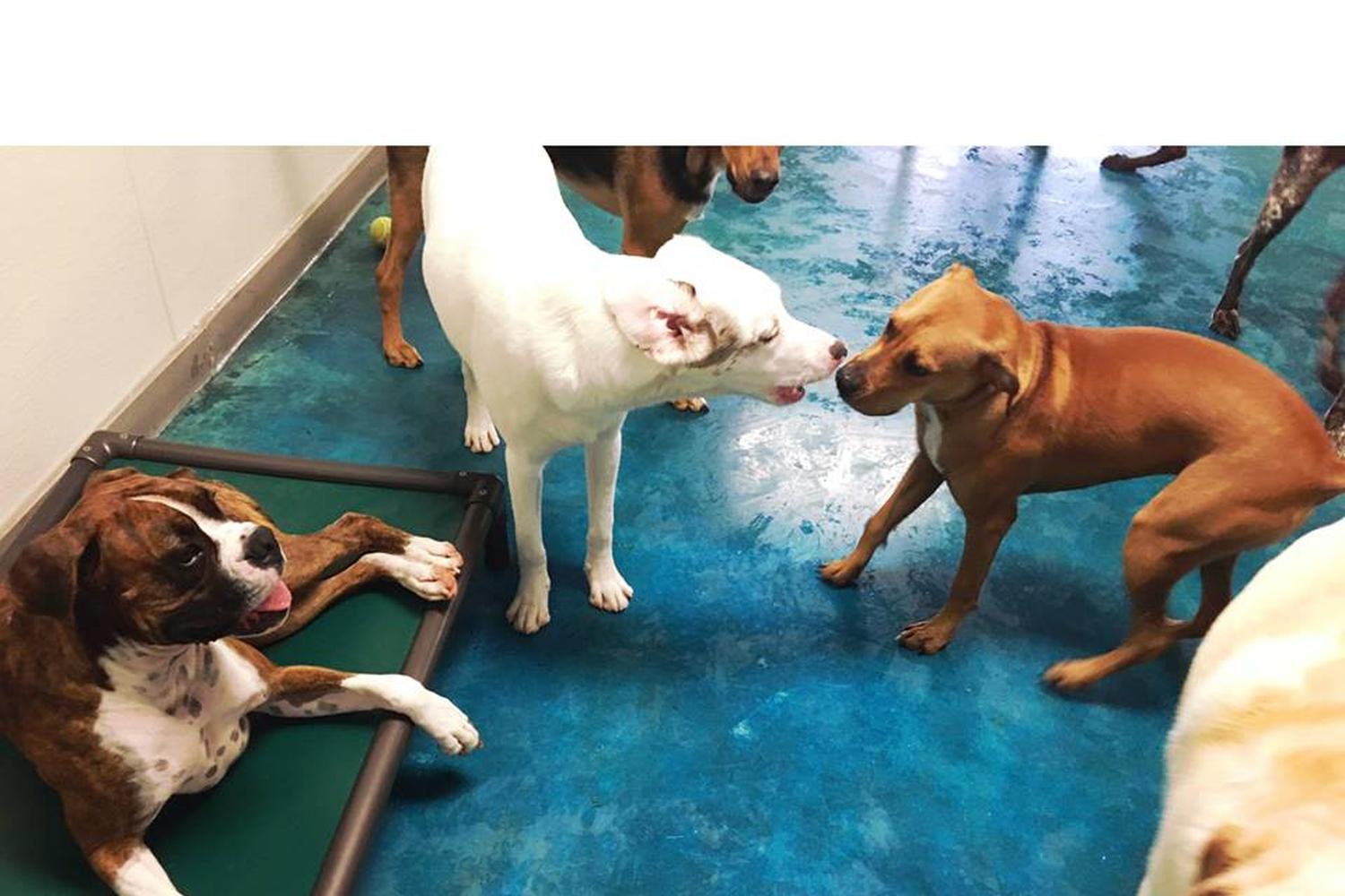 K9 Cabana Dog Resort Training Center K9 Cabana Dog Resort Training Center