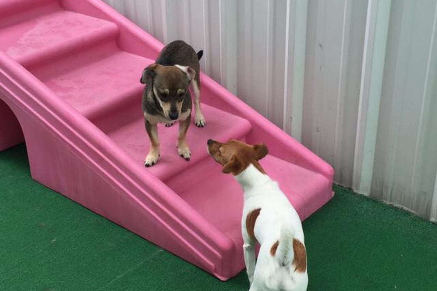 K9 Cabana Dog Resort Training Center K9 Cabana Dog Resort Training Center