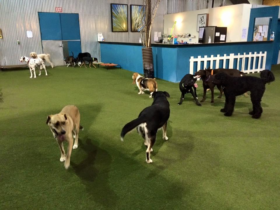 indoor dog park