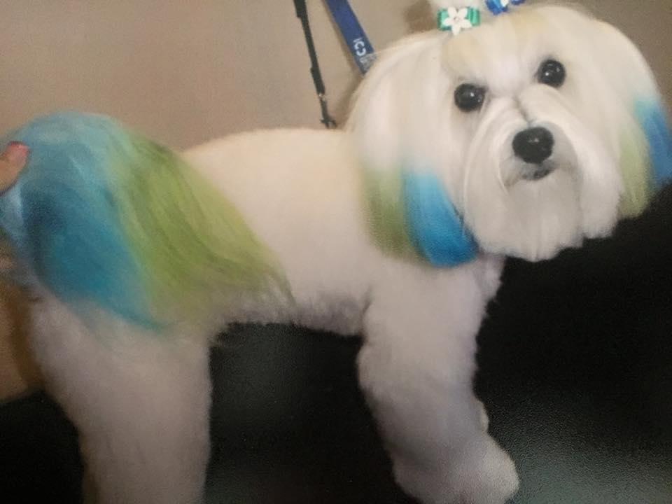 shampooch grooming salon