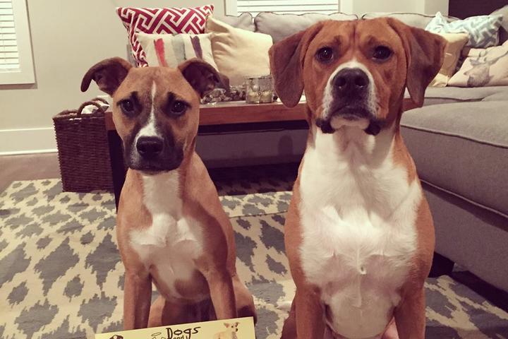 Petsmart Grooming Hours Smyrna Tn Petsmart Grooming Hours Smyrna Tn