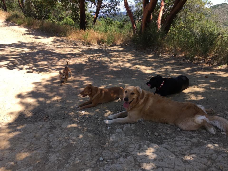 ruff n it doggie daycare