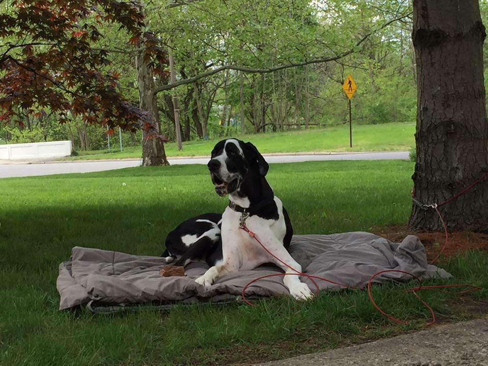 hoosier great dane rescue