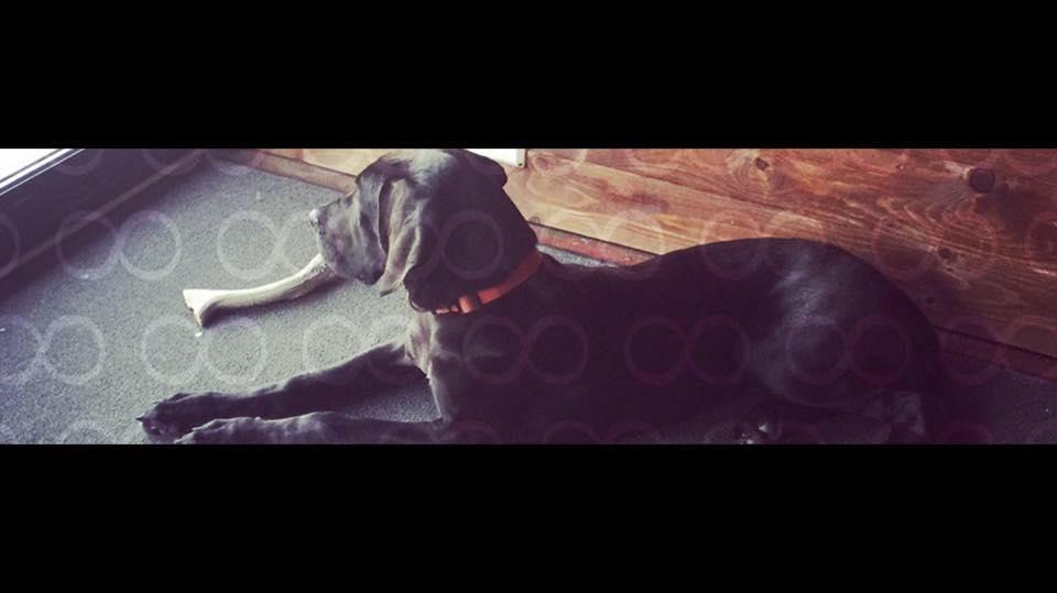 hoosier great dane rescue