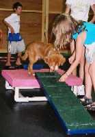 The Dog Training Club Of Chester County