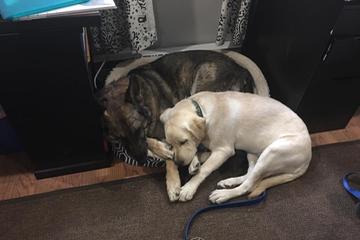 Directory Of Doggie Daycare Boarding In Maryland Bringfido