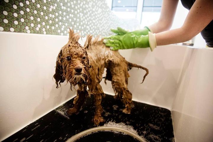 Pet Friendly Bubbly Paws Dog Wash