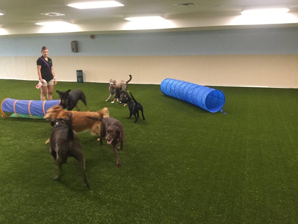 Paws 4 fun sale agility
