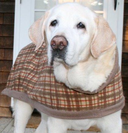 Pet Friendly Winter Canine Couture
