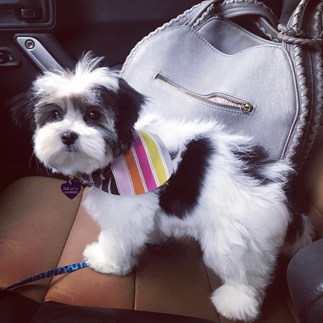 Vanity Fur&ndash;Grooming &amp; Boutique