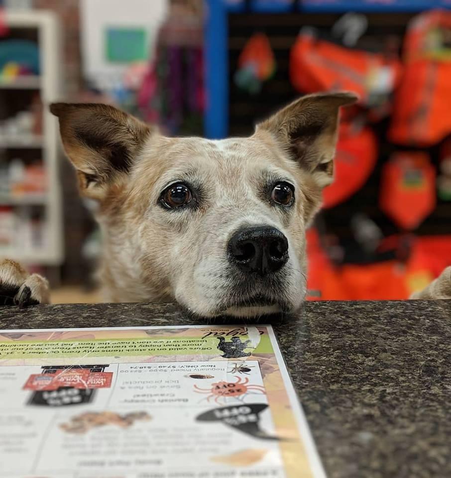 Directory of Pet Stores in Rockland ME BringFido