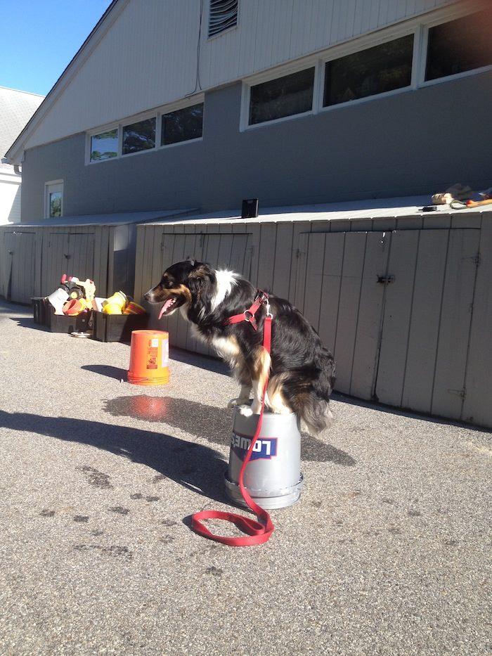 Palm springs sales dog training