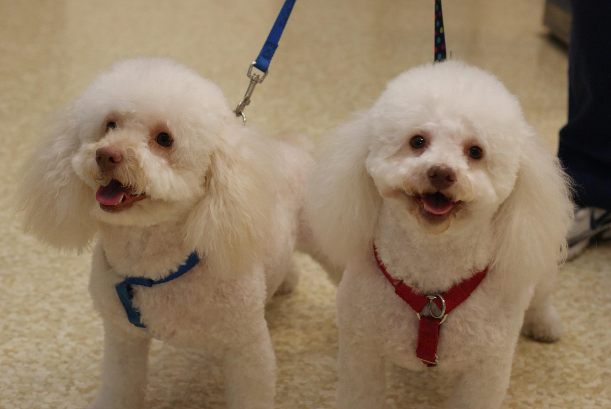 Pet Friendly Hawthorne Quality Pet Care