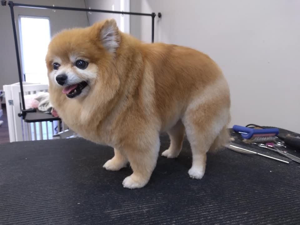 The Comb & Collar Canine Spa and Salon