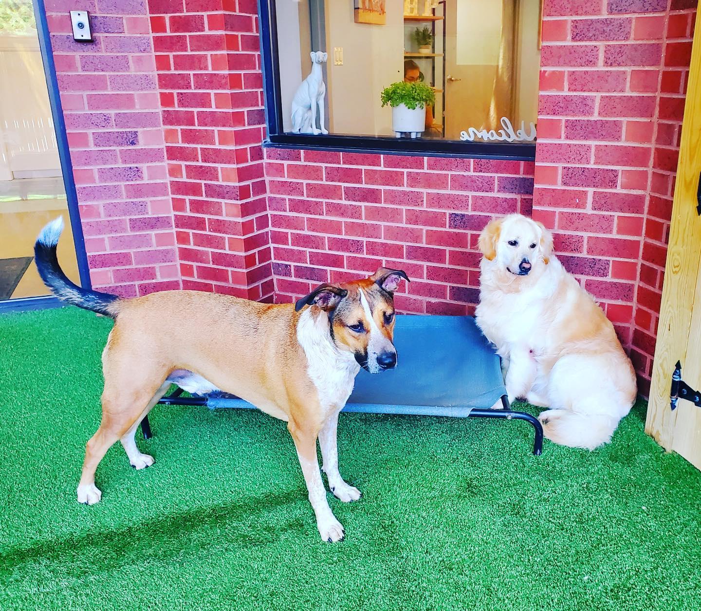 Pet Friendly Healthy Hound Playground and Grooming Salon & Spa