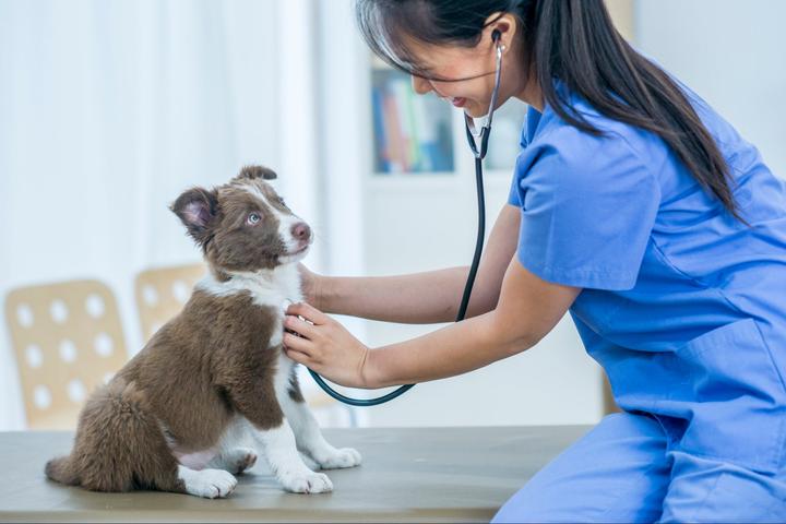 Pet Friendly Cornerstone Veterinary Clinic