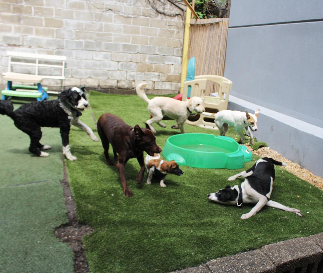 Doggy deals daycare brooklyn