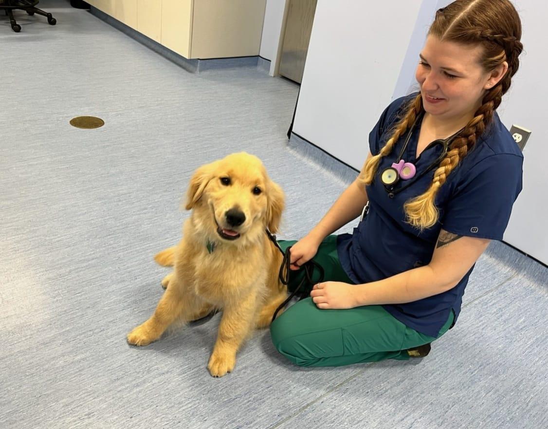 Pet Friendly Brijon Veterinary Urgent Care