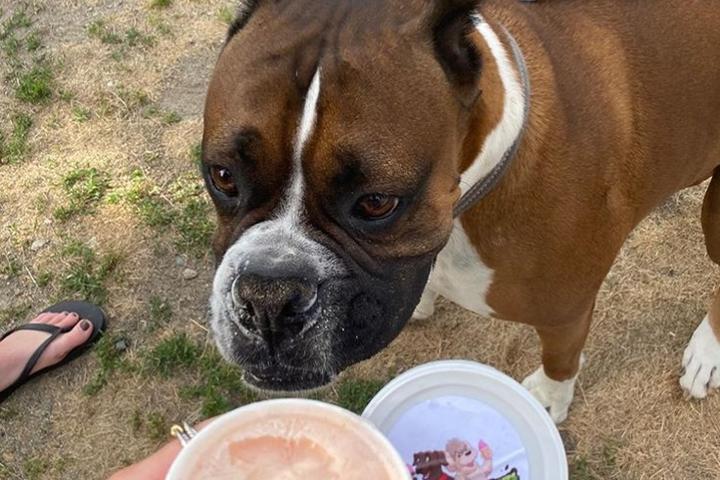 Pet Friendly JB’s Doggie Delight Ice Cream Truck