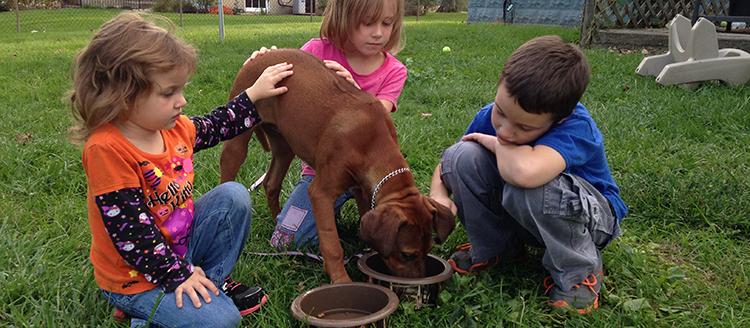Dayton Dog Trainer Dayton Dog Trainer
