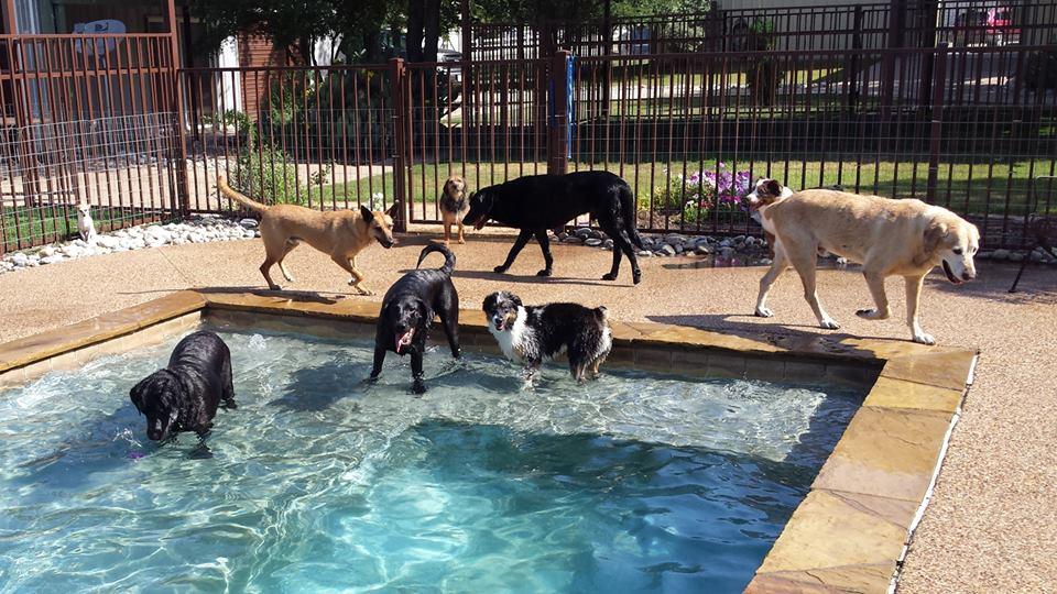 Pet Friendly Resort for Pets Haslet
