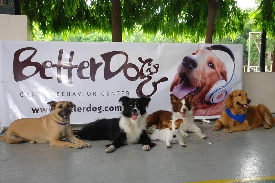Pet Friendly Better Dog Canine Behavior Center