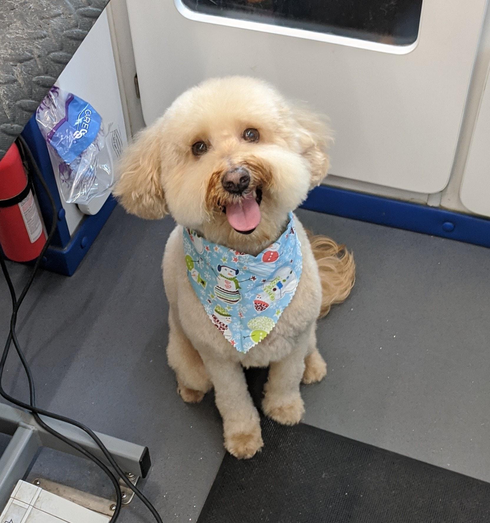 Pet Friendly The Pooch Waggin' Mobile Dog Grooming