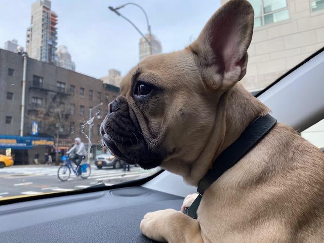 pet cab nyc