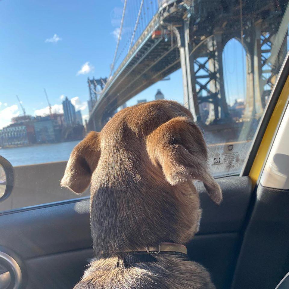pet cab nyc