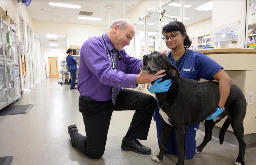 Pet Friendly VCA California Veterinary Specialists - Carlsbad