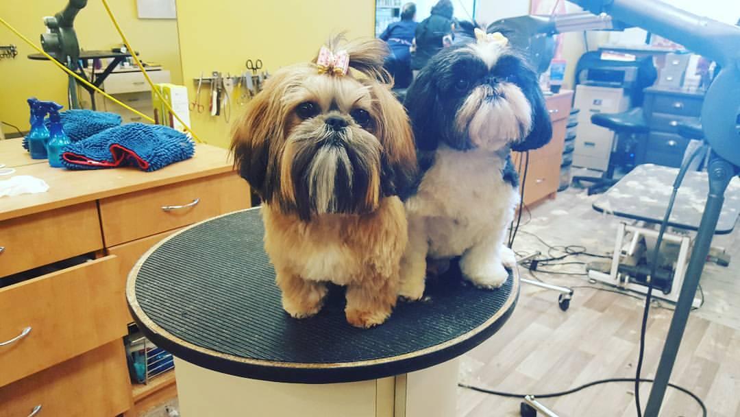 classy canine dog salon