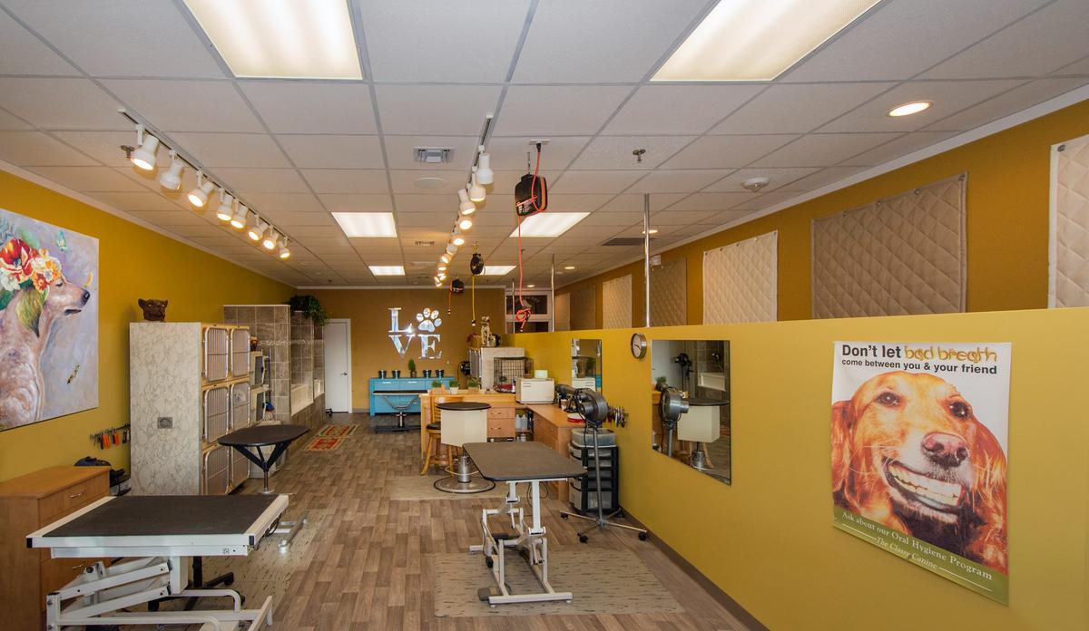 classy canine pet spa